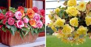 Begonia bulwiasta, najpiękniejszy kwiat na zacienione balkony