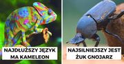 Zwierzęca liga mistrzów. 13 niedoścignionych rekordzistów, którzy konkurencję zostawiają w tyle