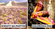 31 fotografii, które ujawniają zaskakujące procesy zachodzące w świecie natury. To istna magia