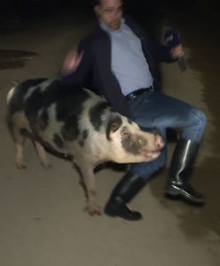 Świnia zaatakowała reportera. Dziennikarze pokładali się ze śmiechu
