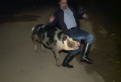 Świnia zaatakowała reportera. Dziennikarze pokładali się ze śmiechu