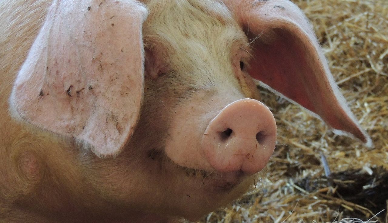 W uśmiechniętej świni jest coś perwersyjnego