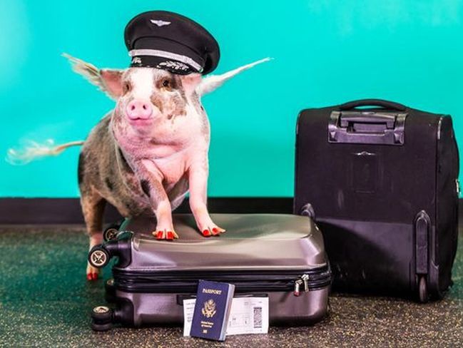 Lilou, świnka z klasą. Poznaj nową pracownicę lotniska w San Francisco
