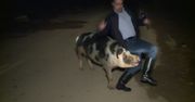 Świnia zaatakowała reportera. Dziennikarze pokładali się ze śmiechu