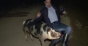 Dziennikarz prowadził relację na żywo. Nagle zaatakowała go świnia