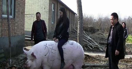 Rolnik dumny. Gigantyczna świnia waży więcej niż niedźwiedź polarny