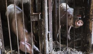 1100 świń zostanie uśmierconych. Epidemia ASF w woj. warmińsko-mazurskim