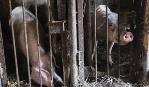 1100 świń zostanie uśmierconych. Epidemia ASF w woj. warmińsko-mazurskim