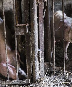 1100 świń zostanie uśmierconych. Epidemia ASF w woj. warmińsko-mazurskim