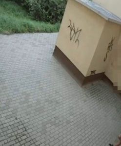 W "patriotycznych" ubraniach zniszczyli budynek uczelni