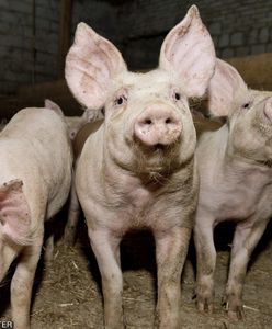 USA rezygnują z importu wieprzowiny z Polski. Powodem afrykański pomór świń