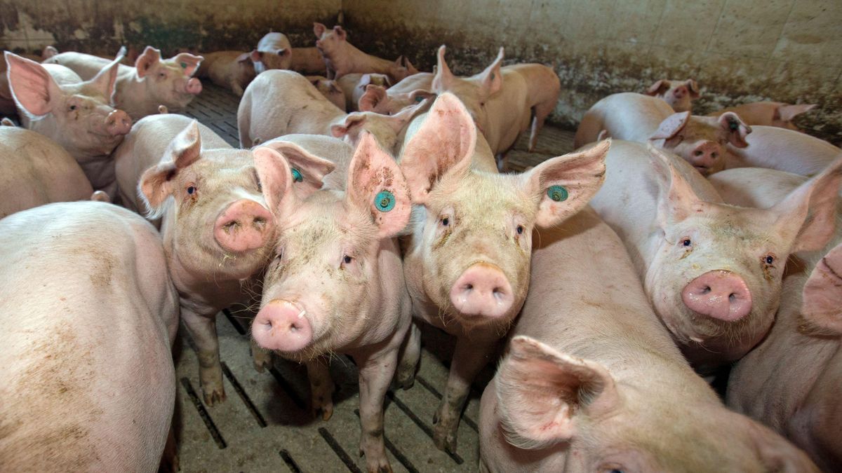 Ceny żywca wieprzowego mocno poszły w górę.