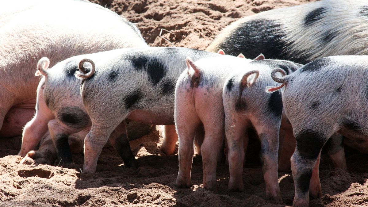 Resort rolnictwa chce przywrócić tradycję świniobicia.