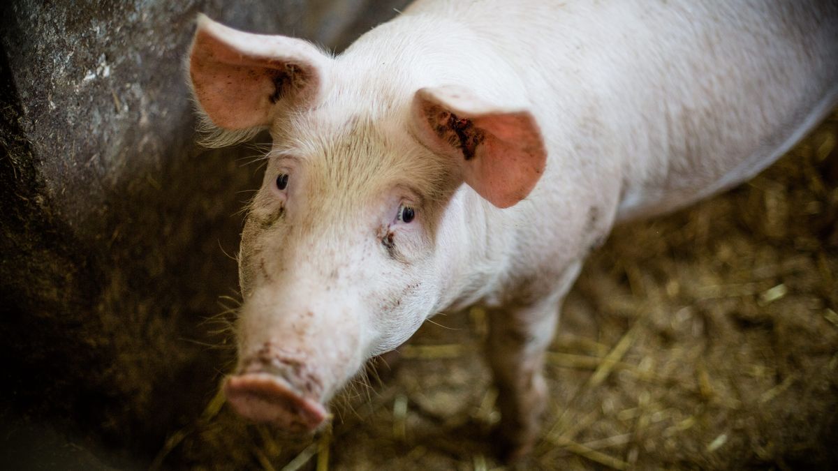 Trzoda chlewna podbija średnie ceny produktów rolnych.