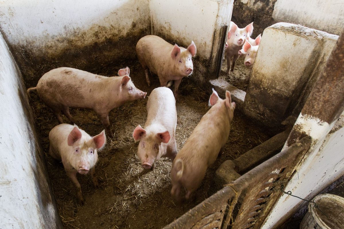 Tragedia na Dolnym Śląsku. 71-letni hodowca zjedzony przez świnie