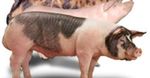 Unia potrzebuje wolnych świń