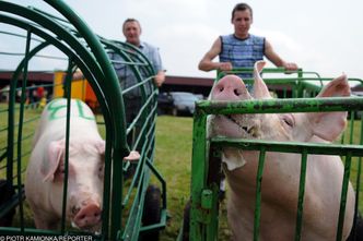 ASF zagraża całej branży wieprzowiny w Polsce. Branża alarmuje