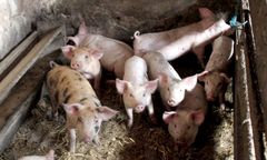 ASF - wykryto ognisko choroby w Polsce. Padło kilka świń w gospodarstwie