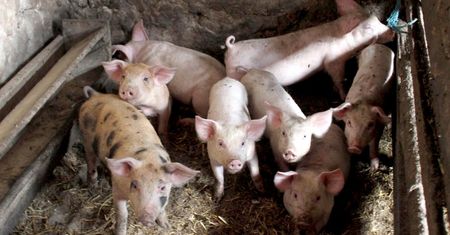 15 tys. euro za kamery w rzeźni. Wegańscy aktywiści pokazali cierpienie świń we Francji