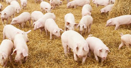 Pół miliona świń poszło pod nóż. Polscy hodowcy wykorzystali pomór w Chinach