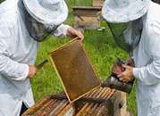 Minister utajnia wyniki badań, a pszczoły giną