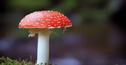 Wiesz, których grzybów nie można jeść? Sprawdź się