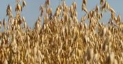 Spędzałeś wakacje na wsi? Potrafisz rozpoznać zboża?
