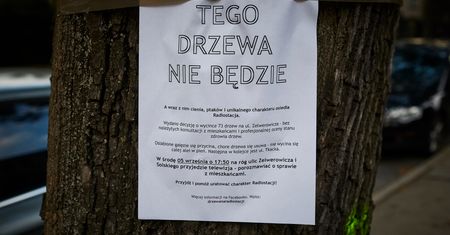 Łódź: aleja jesionów ma przestać istnieć. Wyciętych ma zostać ponad 70 przedwojennych drzew