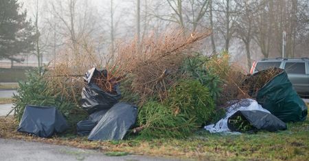 Jak wyrzucić choinkę i nie dostać 500 złotych mandatu? To nie takie trudne, jak myślisz