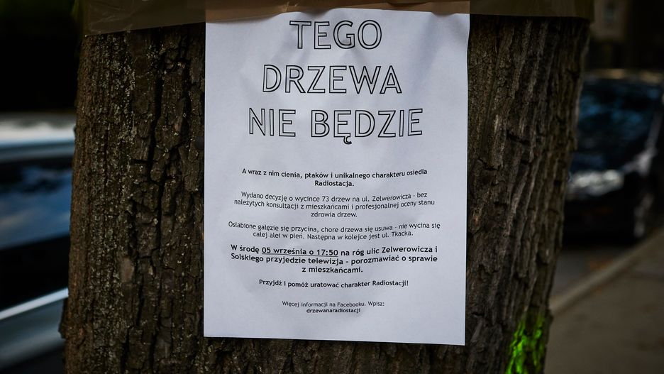 Łódź: aleja jesionów ma przestać istnieć. Wyciętych ma zostać ponad 70 drzew