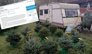 Na sprzedaży choinek zarobisz nawet 6 tys. zł. "To już ostatni dzwonek"