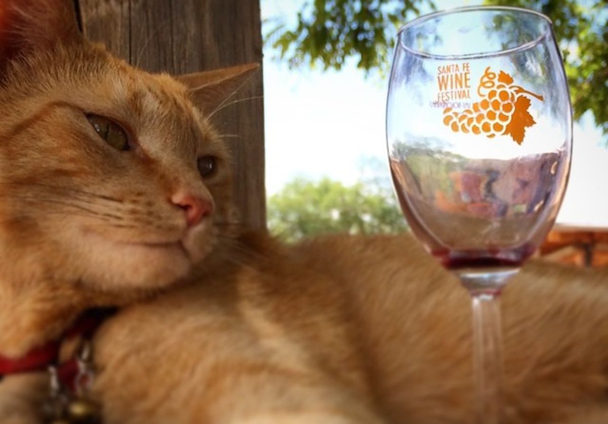 Teraz napijesz się wina ze... swoim kotem!