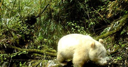 Panda albinos sfotografowana pierwszy raz. Była jak yeti