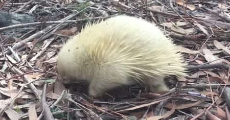 Polska para sfotografowała zwierzaka-albinosa. Media w Australii są zachwycone