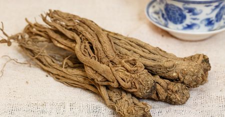 Dzięgiel leśny, litwor i chiński - właściwości i zastosowanie