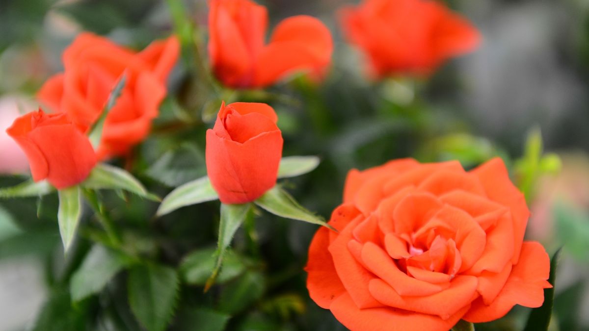 Dzień Teściowej 2019. Sprawdź, skąd wywodzi się to święto i kiedy je obchodzimy?