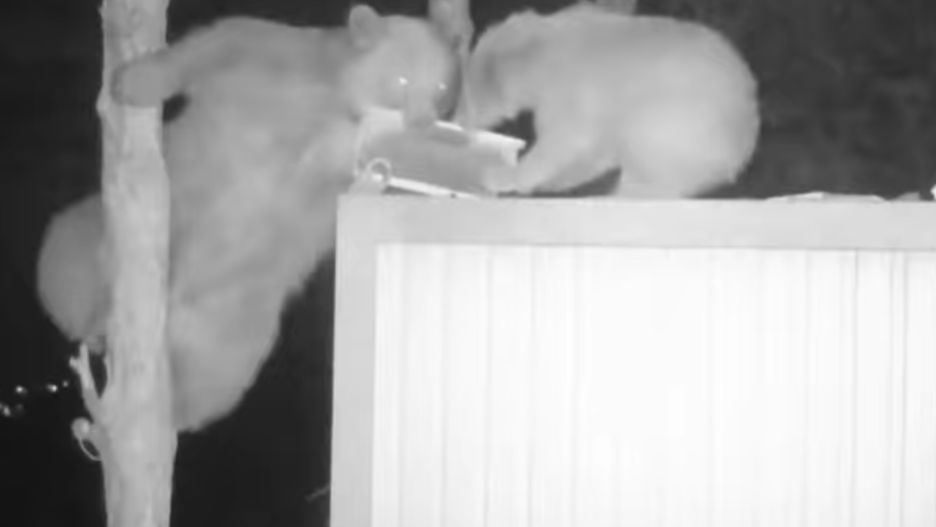 Niedźwiedzie bardzo sprawnie dostawały się do miodu tureckiego pszczelarza