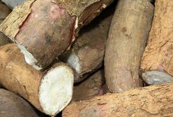 Smaczny i pożywny maniok. Może zastąpić ziemniaki