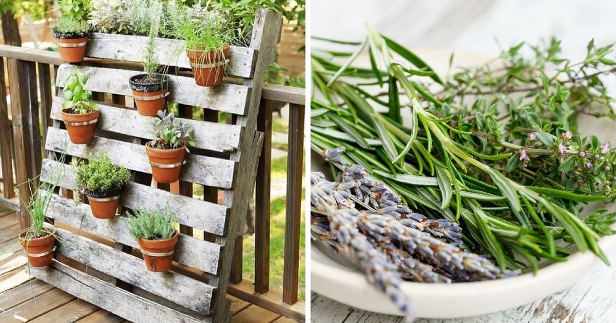 Jak przechowywać zioła w domu? Inspiracje i pomysły na domowe ogródki DIY
