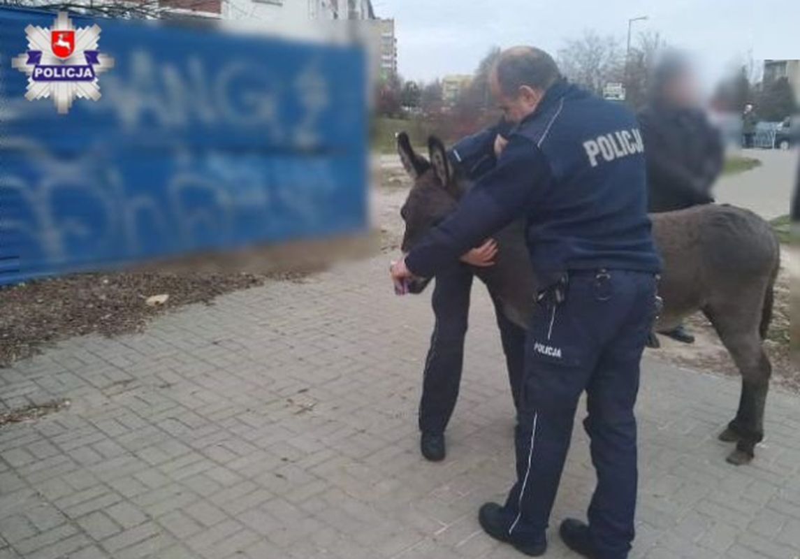 Interwencja w Lublinie. Policja łapie osła. 