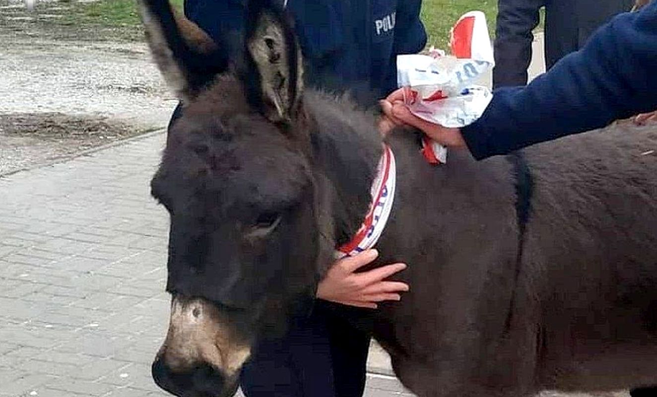 Lublin. Osiołki uciekły z bożonarodzeniowej szopki. Pościg policjantów