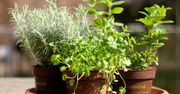 Domowy zielnik lepszy niż sklepowe nowalijki