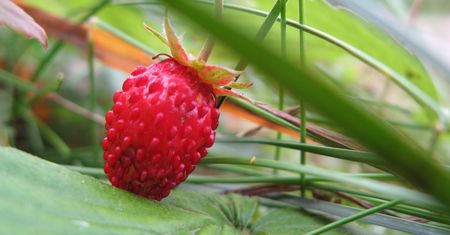 Przyroda szaleje. Maliny, truskawki i poziomki wciąż owocują. Obok kwitną forsycje