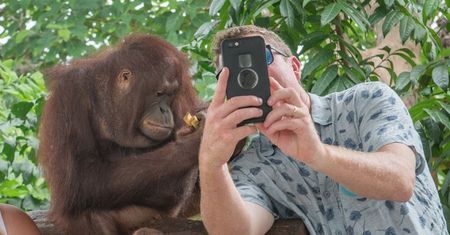 Delfiny ze spiłowanymi zębami i małpy na łańcuchu. "Idealne" wakacje na Bali