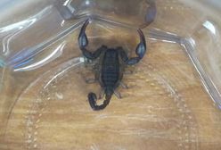 Na gapę z Chorwacji do Warszawy. Egzotyczna niespodzianka w bagażu