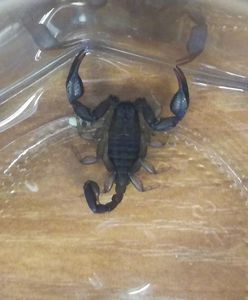 Na gapę z Chorwacji do Warszawy. Egzotyczna niespodzianka w bagażu