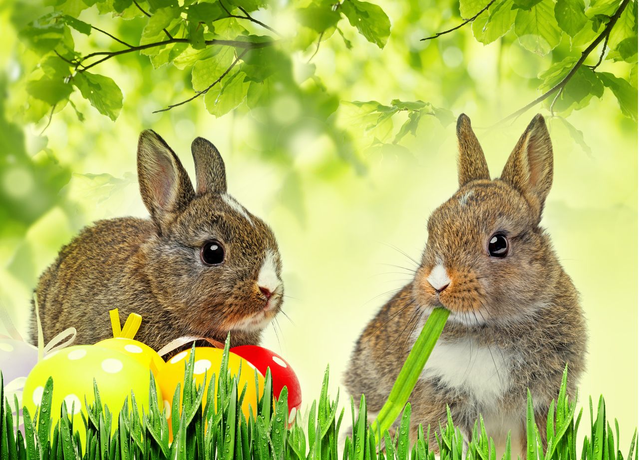 Co w tym roku przyniesie ci zajączek wielkanocny?