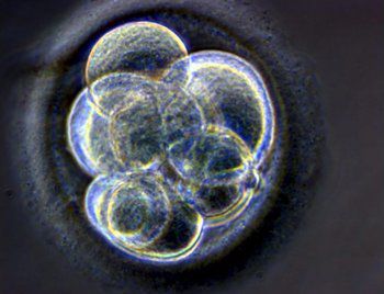 Tabu złamane: naukowcy sklonowali zarodki człowieka