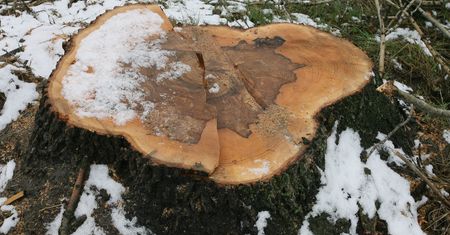 Ćwierć miliona kary za wycinkę drzewa, rolnik jest załamany. "Taka kara?! Można za to kupić mieszkanie"
