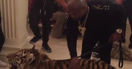 Floyd Mayweather Junior szokuje. Wparzył do hotelu z tygrysami